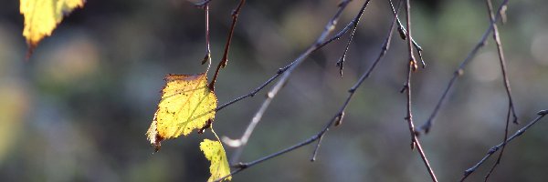 Gałązki, Liście, Pożółkłe, Zbliżenie, Brzoza