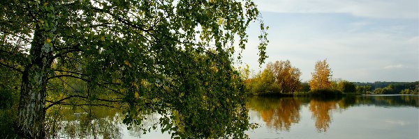 Brzoza, Gałęzie, Jezioro, Drzewa