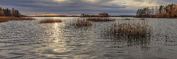 Jesień, Drzewa, Jezioro, Trawa, Trzciny