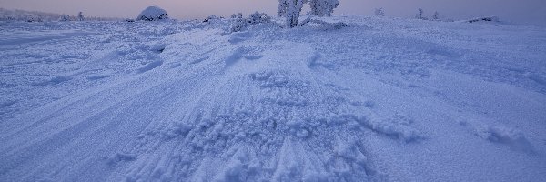 Rośliny, Szron, Zaspy, Śnieg, Zima, Drzewo, Ośnieżone