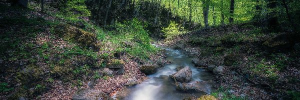 Strumyk, Las, Rzeka, Drzewa, Zielone