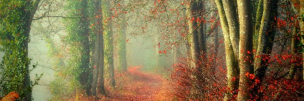 Liście, Jesień, Roślinność, Mgła, Ścieżka, Las