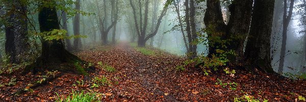 Mgła, Kępki, Trawy, Liście, Drzewa, Las