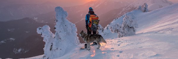 Drzewa, Zima, Zachód słońca, Pies, Ośnieżone, Mężczyzna, Snowboardzista, Góry