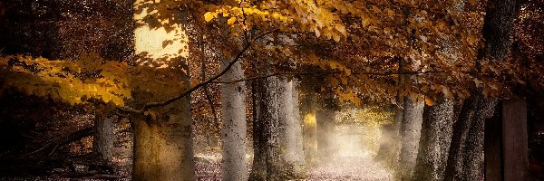 Mgła, Las, Drzewa, Droga, Jesień, Liście, Pożółkłe