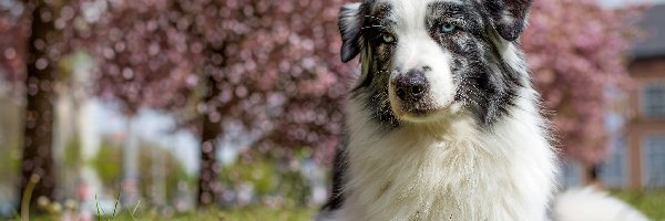 Drzewa, Trawa, Owczarek australijski