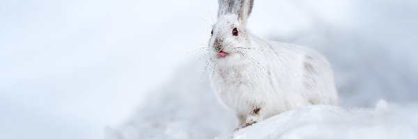 Zając, Śnieg, Język, Biały