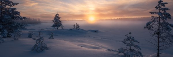 Zima, Drzewa, Ośnieżone, Wschód słońca, Mgła