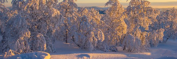 Zima, Drzewa, Ośnieżone, Droga, Śnieg