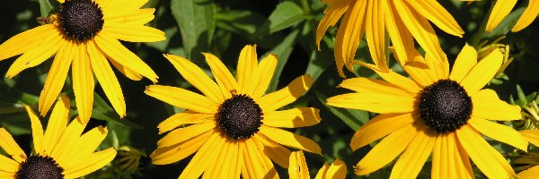 Rudbekia, Kwiatki, Żółte