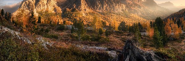 Włochy, Dolomity, Jesień, Góry, Przełęcz Falzarego Pass, Korzeń, Drzewa