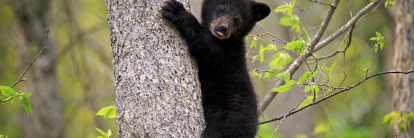Drzewo, Niedźwiedź czarny, Baribal, Las, Niedźwiadek amerykański, Młody