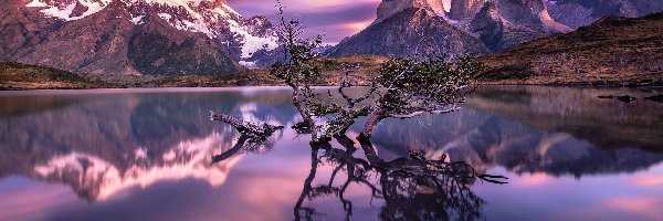 Zanurzone, Masyw Torres del Paine, Jezioro Pehoe, Drzewa, Góry Cordillera del Paine, Chile, Park Narodowy Torres del Paine, Konary, Patagonia, Wschód słońca