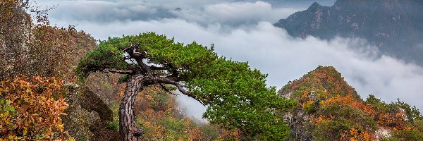 Chmury, Skały, Korea Południowa, Góra Woraksan, Roślinność, Mgła, Sosna, Góry