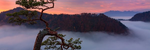 Polska, Wschód słońca, Skały, Pieniny, Mgła, Szczyt, Pieniński Park Narodowy, Sosna, Sokolica, Góry, Drzewo