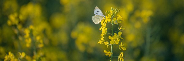 Motyl, Roślina, Bielinek, Rozmycie, Rzepak