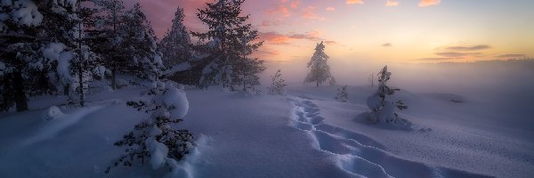 Norwegia, Ślady, Ośnieżone, Śnieg, Zima, Ringerike, Drzewa