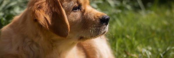 Szczeniak, Profil, Golden retriever, Pies