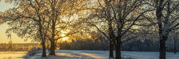 Ścieżka, Drzewa, Wydeptana, Zachód słońca, Ośnieżone, Zima