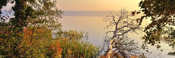 Jezioro, Rośliny, Drzewa, Poranek