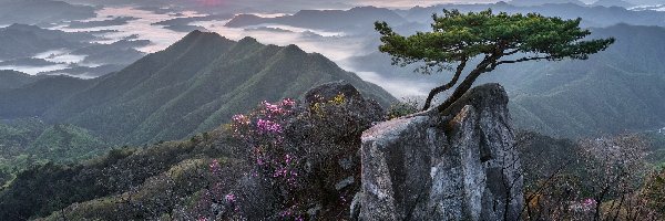 Sosna, Góry, Korea Południowa, Prowincja Jeolla Północna, Skały, Kwiaty, Park Prowincjonalny Daedunsan, Wschód słońca