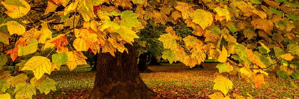 Jesień, Liściaste, Drzewo, Kolorowe, Liście