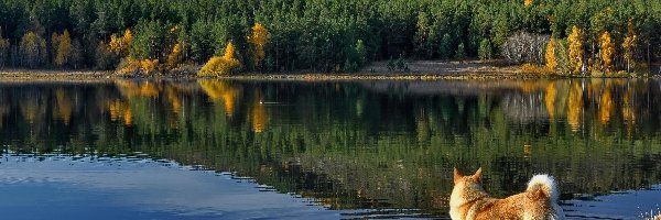 Jezioro, Góry, Pies, Lasy, Góra