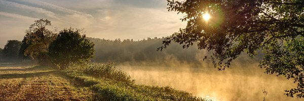 Mgła, Trawa, Słońce, Poranek, Drzewa, Rzeka