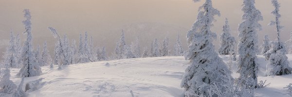 Wschód słońca, Śnieg, Zima, Drzewa, Ośnieżone