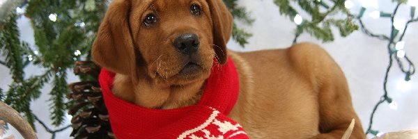 Szczeniak, Szalik, Labrador retriever, Pies