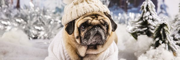 Czerwone, Sweter, Biała, Mops, Pies, Zima, Drzewa, Czapka, Rękawiczki