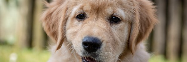 Labrador retriever, Spojrzenie, Grymas, Szczeniak