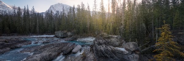 Kolumbia Brytyjska Kanada, Canadian Rockies, Skały, Rzeka, Park Narodowy Yoho, Drzewa, Las, Góry