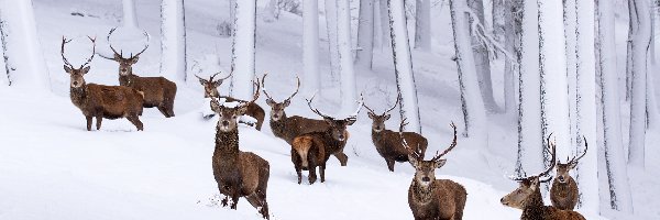Stado, Zima, Jelenie, Las, Śnieg