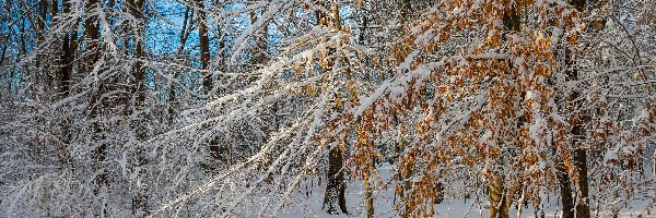 Gałęzie, Śnieg, Drzewa, Liście, Las, Zima