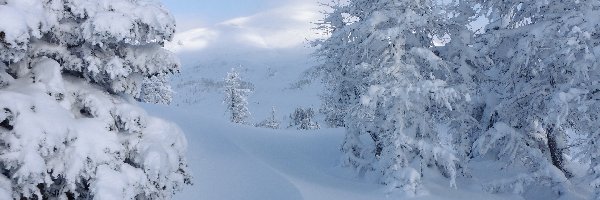 Zima, Drzewa, Ośnieżone, Góry, Świerki