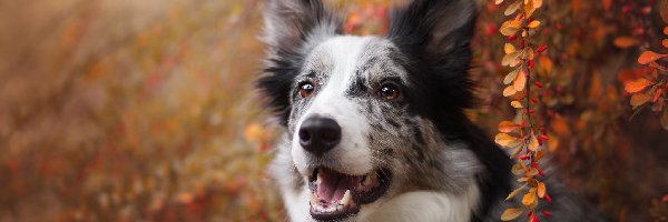 Listki, Krzew, Jesienne, Gałązki, Border collie, Pies