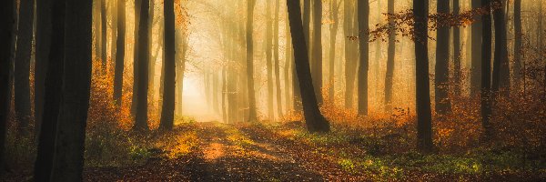 Jesień, Drzewa, Las, Przebijające światło, Mgła