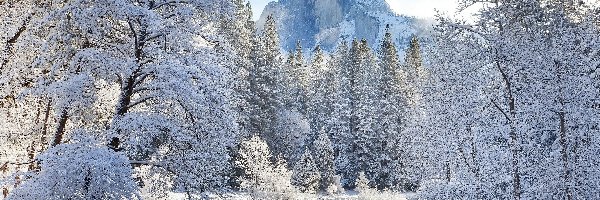 Rzeka Merced River, Szczyt El Capitan, Park Narodowy Yosemite, Kalifornia, Stany Zjednoczone, Zima, Drzewa, Góry Sierra Nevada, Oszronione