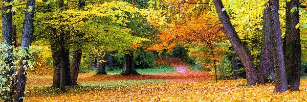 Liście, Aleje, Opadłe, Jesień, Drzewa, Park