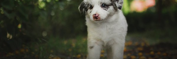 Biały, Owczarek australijski, Szczeniak, Pies