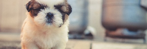 Shih Tzu, Szczeniak, Pies