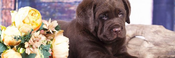 Pies, Czekoladowy, Szczeniak, Kwiaty, Labrador retriever