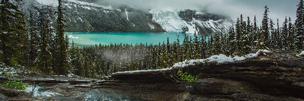 Strumyk, Skały, Canadian Rockies, Góry Skaliste, Jezioro Berg Lake, Kanada, Kolumbia Brytyjska, Drzewa, Mgła