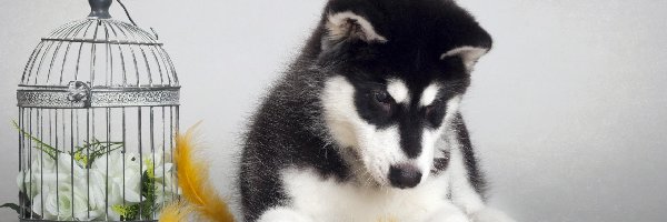 Siberian husky, Piórka, Klatka, Szczeniak