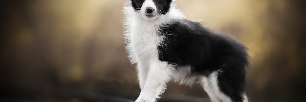 Szczeniak, Border collie, Biało-czarny, Pies