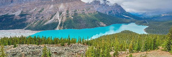 Kanada, Jezioro Peyto, Lasy, Góry Canadian Rockies, Park Narodowy Banff, Alberta, Drzewa