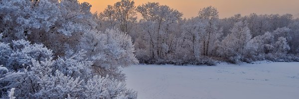 Zima, Ośnieżone, Śnieg, Drzewa, Gałęzie