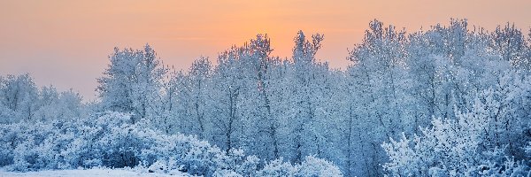 Zima, Ośnieżone, Śnieg, Drzewa, Krzewy