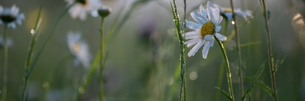 Margerytki, Trawa, Rosa, Kwiaty